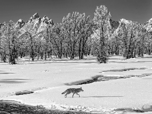 Wolf, River, winter, Mountains