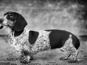 dachshund, Wirehaired