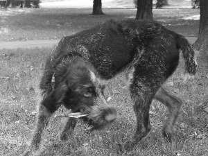 German Wirehaired Pointer