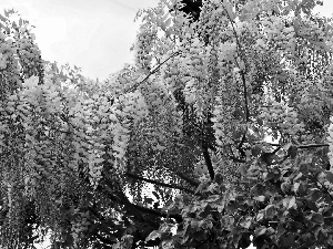wistaria, Garden, Blossoming