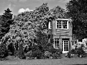 house, flourishing, wistaria, Garden