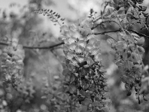 Wisteria, wistaria, purple, Flowers, twig