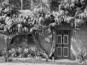 Wisteria, house, Flowers