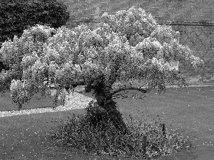 Garden, Wisteria