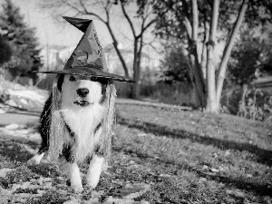dog, Hat, witch, Border Collie