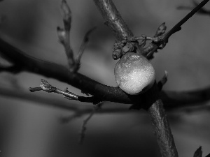 Twigs, Symphoricarpos Duhamel, Withered