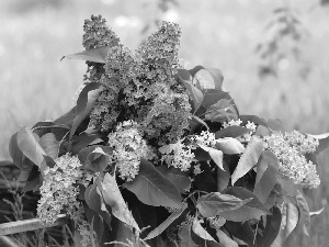 watering can, bouquet, without