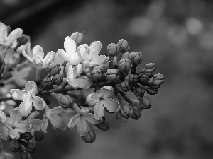 purple, twig, without, Flowers