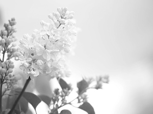 White, Flowers, Twigs, without