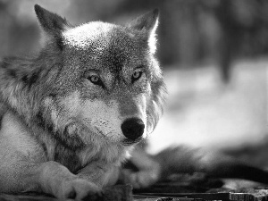 Gray, Wolf