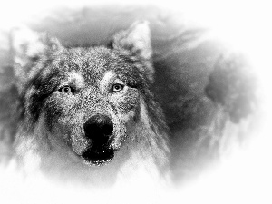 portrait, Wolf