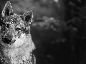 dog, Czechoslovakian Wolfdog