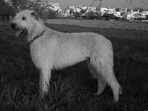 White, Irish Wolfhound