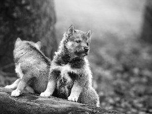 puppies, little doggies, wolves