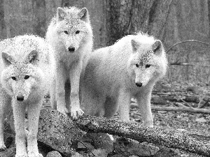 wolves, cluster, White