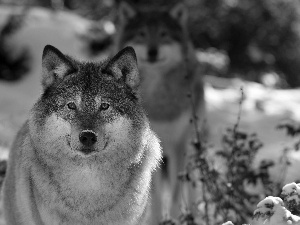 winter, wolves
