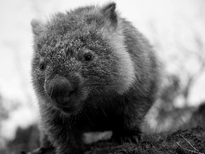 small, Wombat