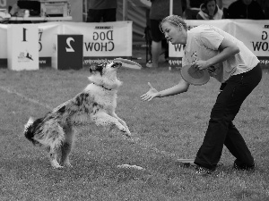 dog, Frisbee, Women, Border Collie