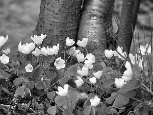 Wood Anemone, White, trees, viewes, Stems, Flowers