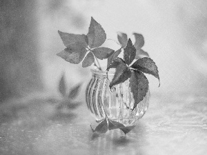 Black and white, Woodbine, vase, Leaf