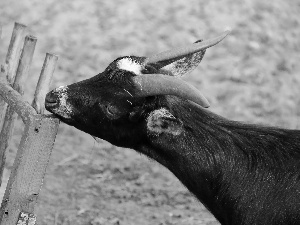 wooden, Hurdle, goat, horns, black