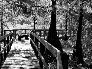 bog, forest, wooden, bridge, flash, luminosity, ligh, sun, Przebijające