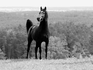 Black, Arab, woods, Horse