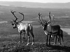 woods, blur, reindeer, The Hills, Meadow