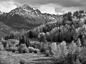 woods, autumn, Mountains