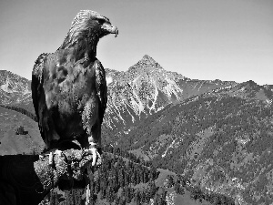woods, Eagle Front, Mountains