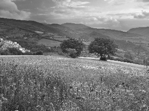 woods, panorama, Flowers, Mountains, medows