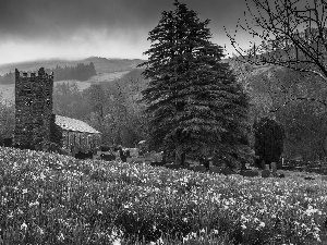 Daffodils, chapel, woods, Spring, Mountains, Meadow