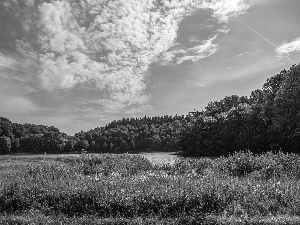 woods, Spring, Meadow, Flowers, River