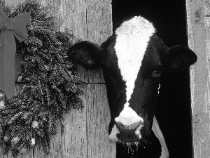 Cow, wreath