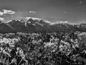 Grand Teton National Park, The United States, Flowers, Meadow, Mountains, State of Wyoming