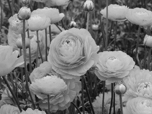 glaucoma, Asian Ranunculus, Yellow