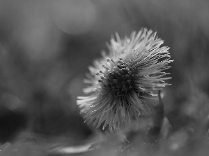 flower, Common Coltsfoot, Yellow