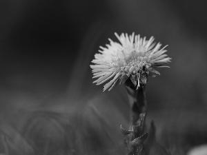 Colourfull Flowers, Common Coltsfoot, Yellow