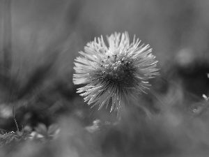 Colourfull Flowers, Common Coltsfoot, Yellow