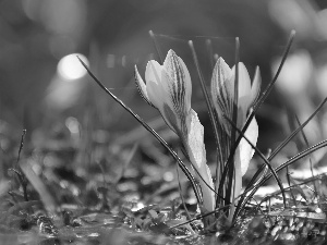 crocuses, Yellow