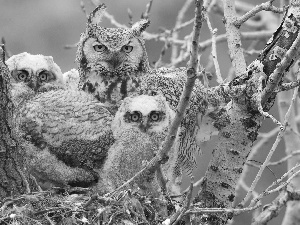 Yellow, Eyes, Owls, nest, Three