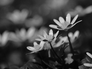 Flowers, fig buttercup, Yellow