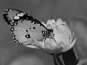 Colourfull Flowers, butterfly, Yellow