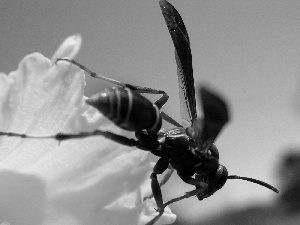 Colourfull Flowers, wasp, Yellow