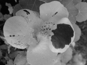 Yellow, Colourfull Flowers, nasturtium, drops, summer