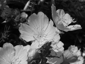 primrose, Flowers, Yellow