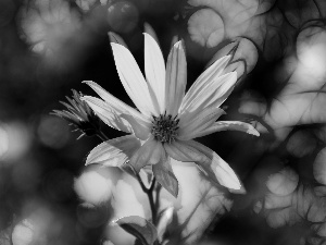 Flowers, Jerusalem artichoke, Yellow