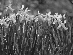 Yellow, Jonquil