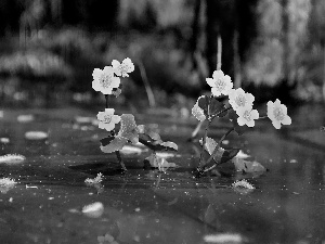 Flowers, marigolds Mud, Yellow