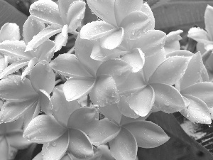 Plumeria, Flowers, drops, Yellow